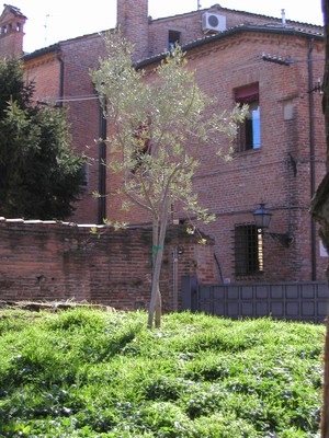 L'Ulivo nel giardino di IUSS 